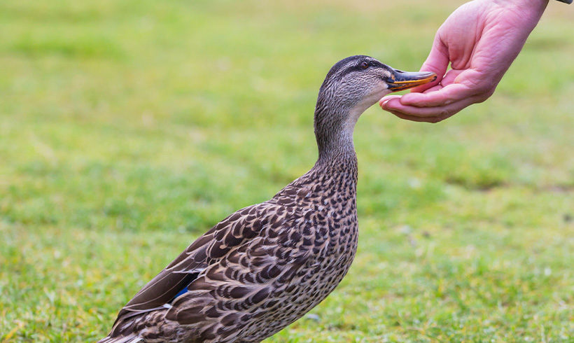 Please don’t feed the ducks