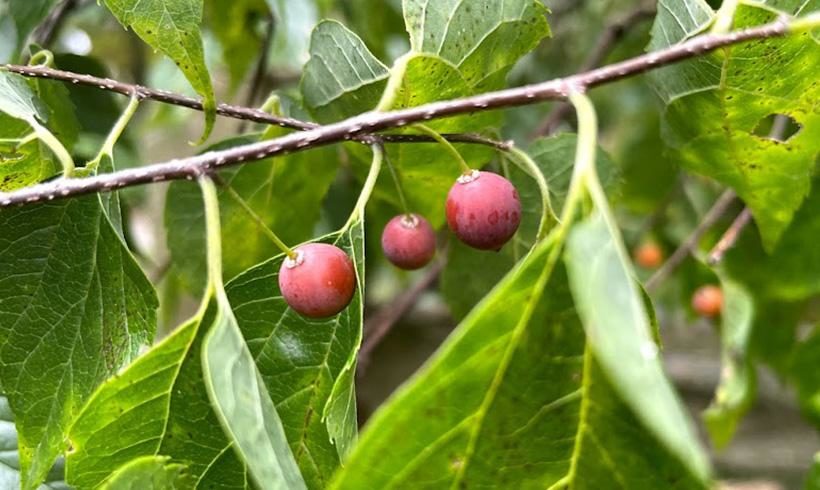 The Humble Hackberry