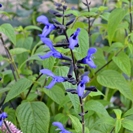 Salvia g. Black & Blue