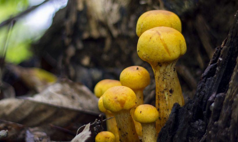 Wild Mushroom Walk (For everyone 8+)
