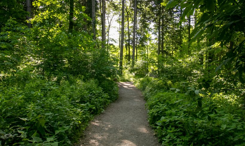 Meet the Trees Hike