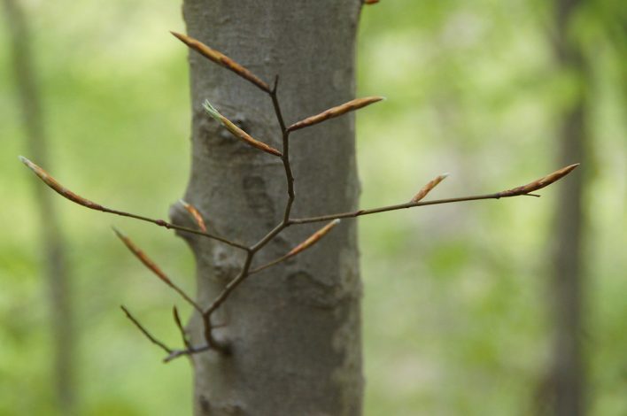 Close up of football shaped buds against the backdrop of a smooth gray-barked small tree.