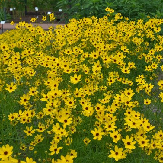Coreopsis 'Guilded Lace'