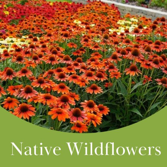 Native Wildflowers