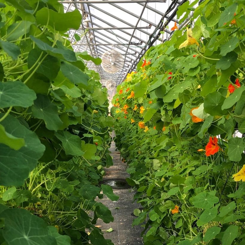 Gilbertie's Flowering & Edible Collection Teatown