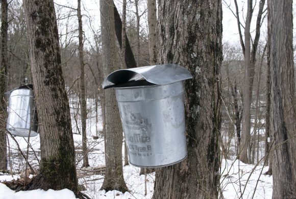 Struggling Through Sap Season