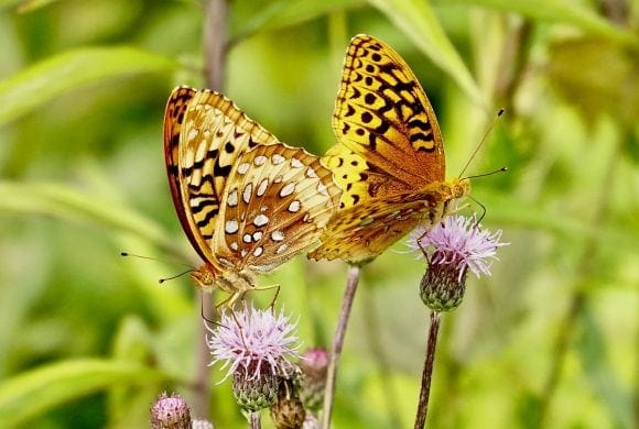 Northern Westchester Butterfly Count