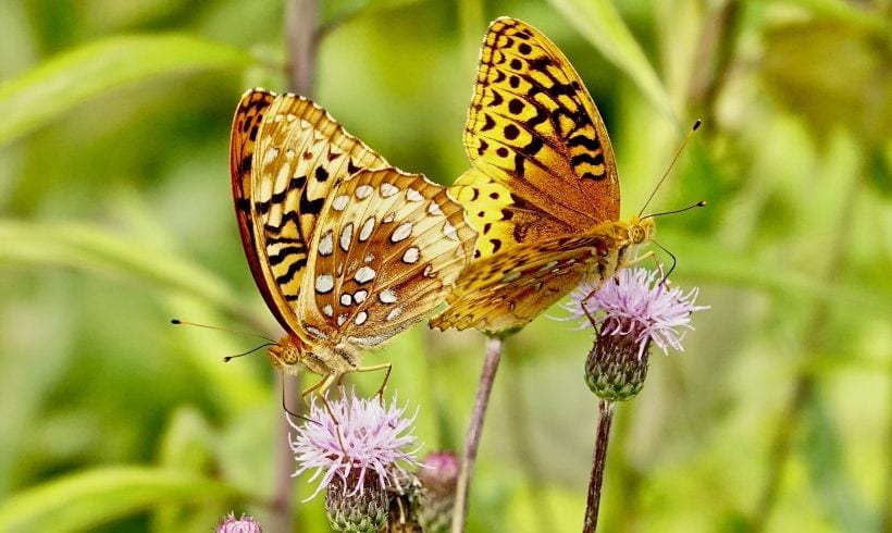 Northern Westchester Butterfly Count