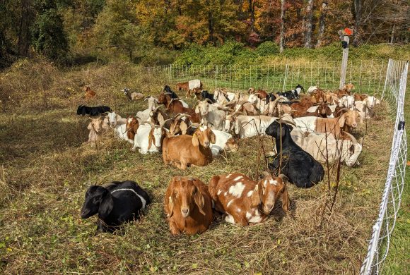 Fat and Sassy Goats