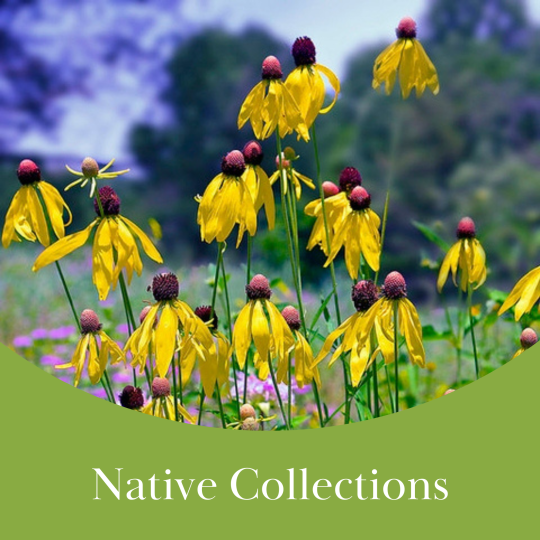 Native Collections
