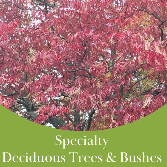 Specialty Trees & Shrubs