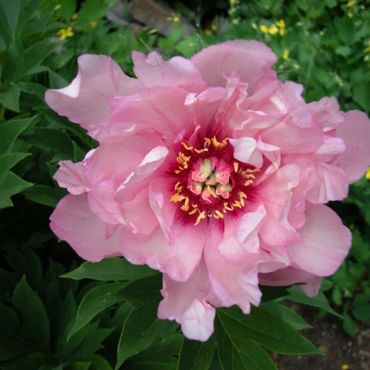 'First Arrival' intersectional 'Itoh' peony