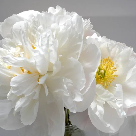 'Miss America' herbaceous peony