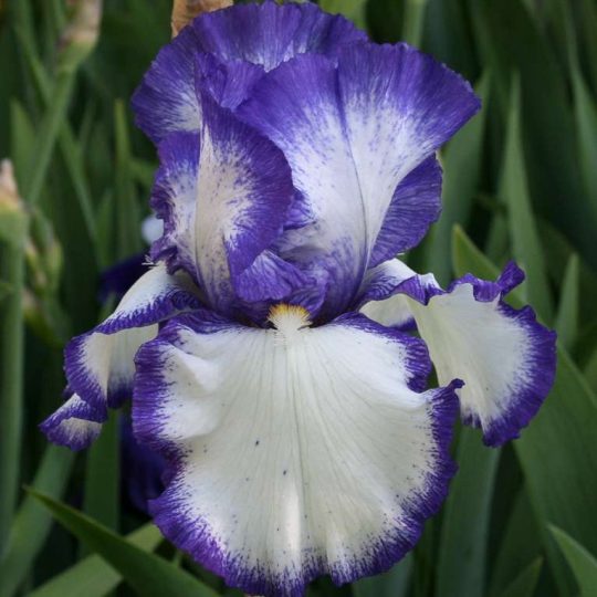 Iris germanica 'Presby's Crown Jewel'