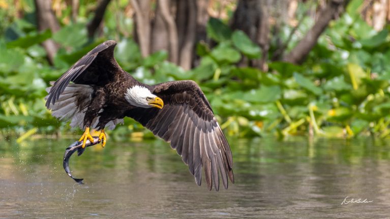 1st Place: “Picking Up Dinner” by David Baker