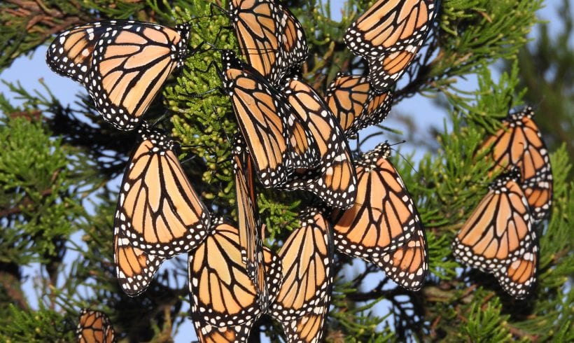 North American Butterfly Association September Meeting North American Butterfly Association September Meeting