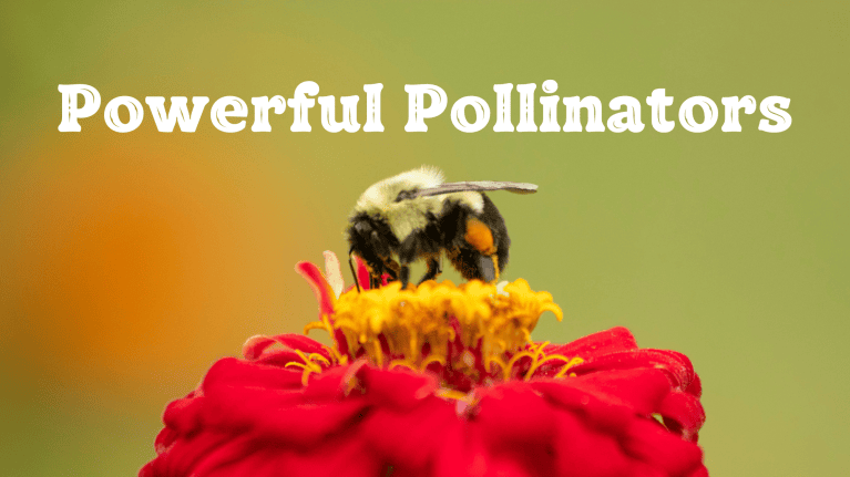 Powerful Pollinators - Teatown