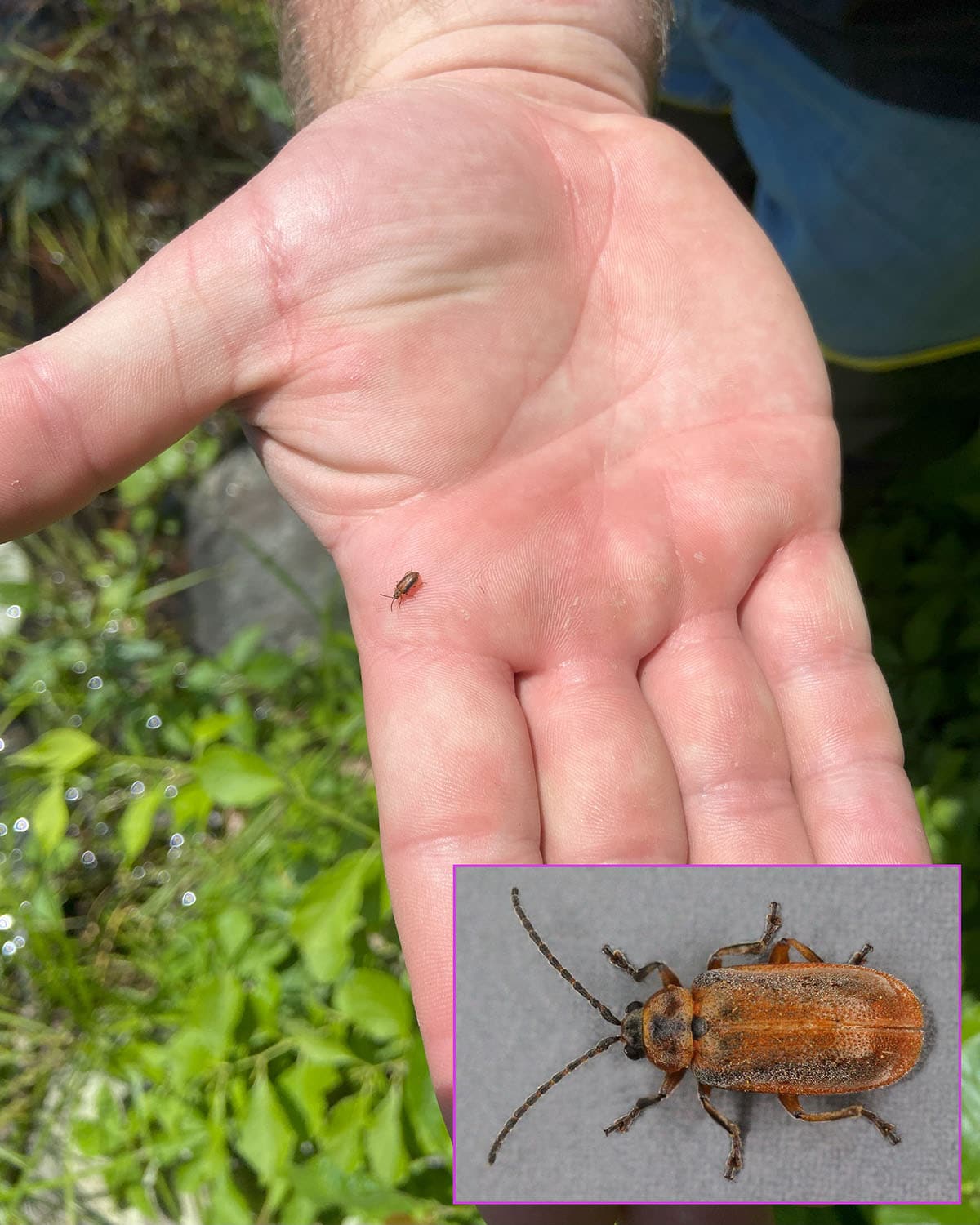 A black-margined loosestrife beetle (Galerucella calmariensis) pictured on the hand of NYC DEP Field Technician Chris Benincasa. Inset image credit: Wikimedia Commons Janet Graham