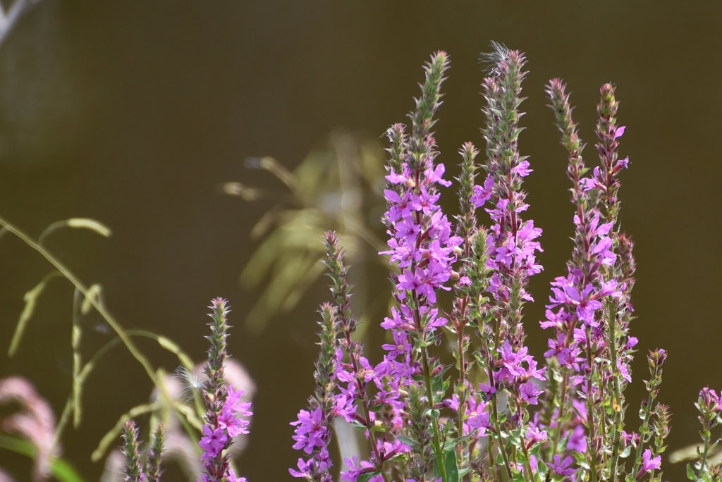 Although the sale of purple loosestrife (Lythrum salicaria) is prohibited in New York state, it may still appear in garden centers under the name European wand loosestrife (Lythrum virgatum). Nurseries may market L. virgatum as sterile alternative to L. salicaria, but research shows that these species hybridize easily, which can make purple loosestrife outbreaks worse. Image credit: iNaturalist user Julie Hengenius