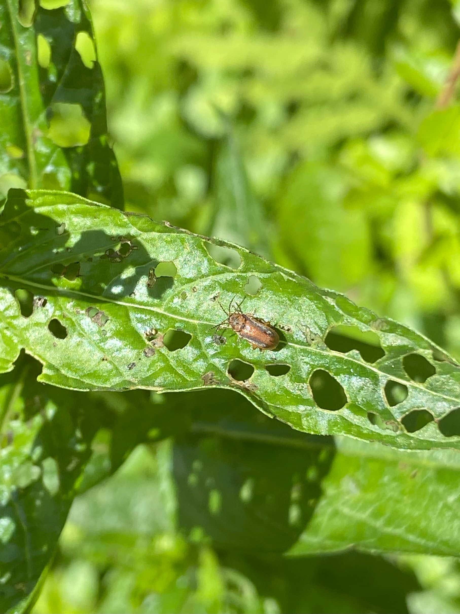 Purple loosestrife around Teatown Lake is visibly damaged by beetle herbivory.