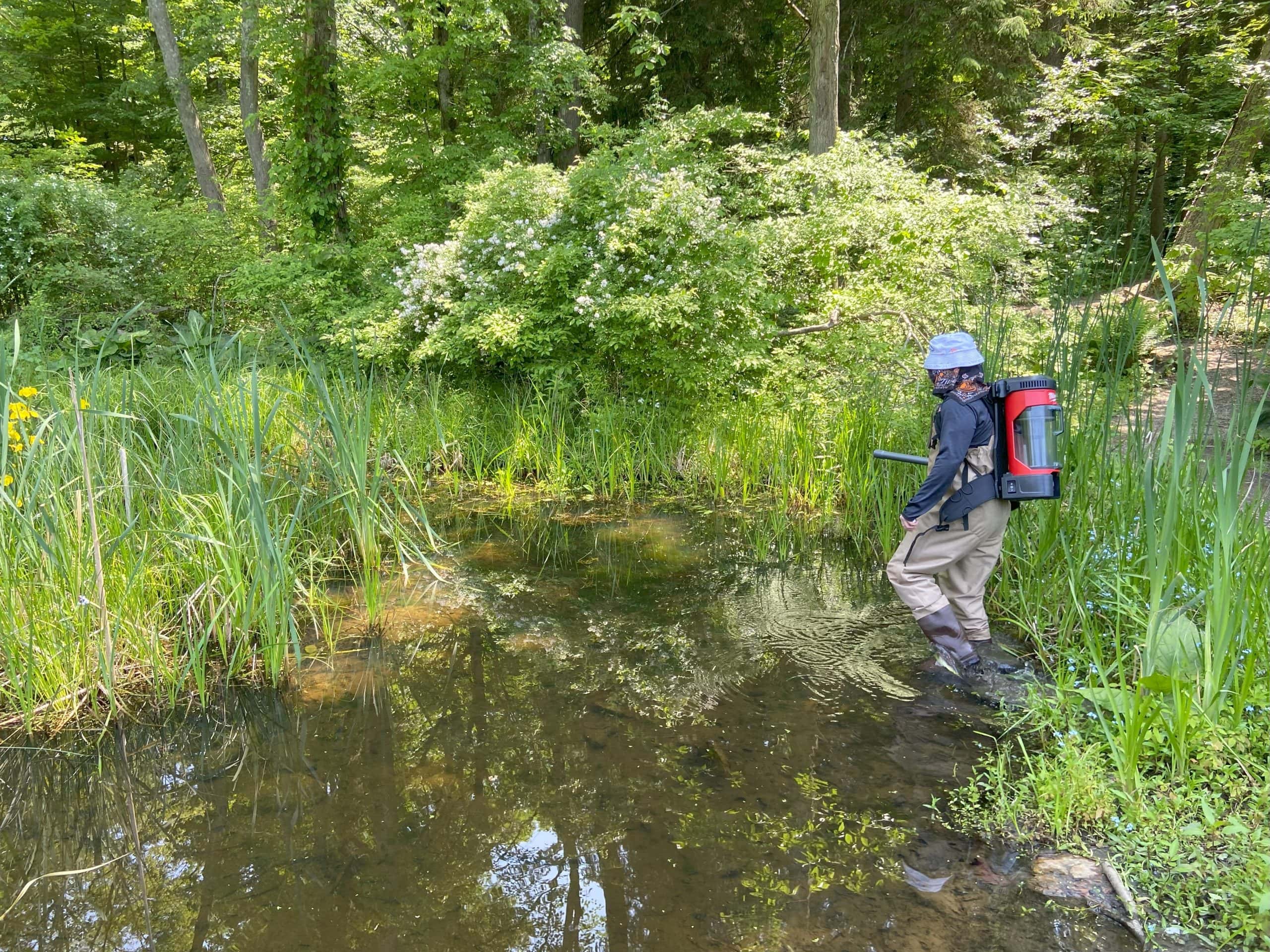 SUNY Ulster intern Dan Nekos heads into the wetland with a Milwaukee backpack vacuum. The vacuum is modified to hold beetles in a small mesh bag where they await counting.