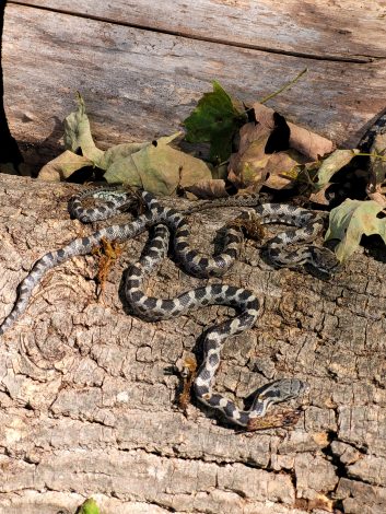 Video: black rat snakelet release