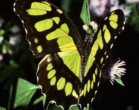 malachite butterfly