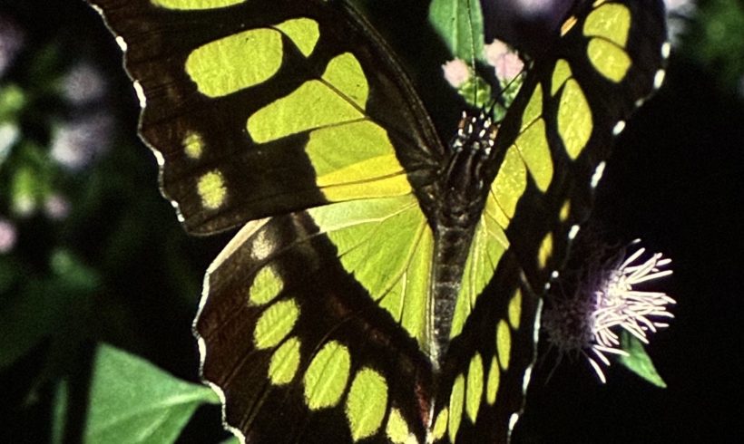 North American Butterfly Association November Meeting North American Butterfly Association November Meeting