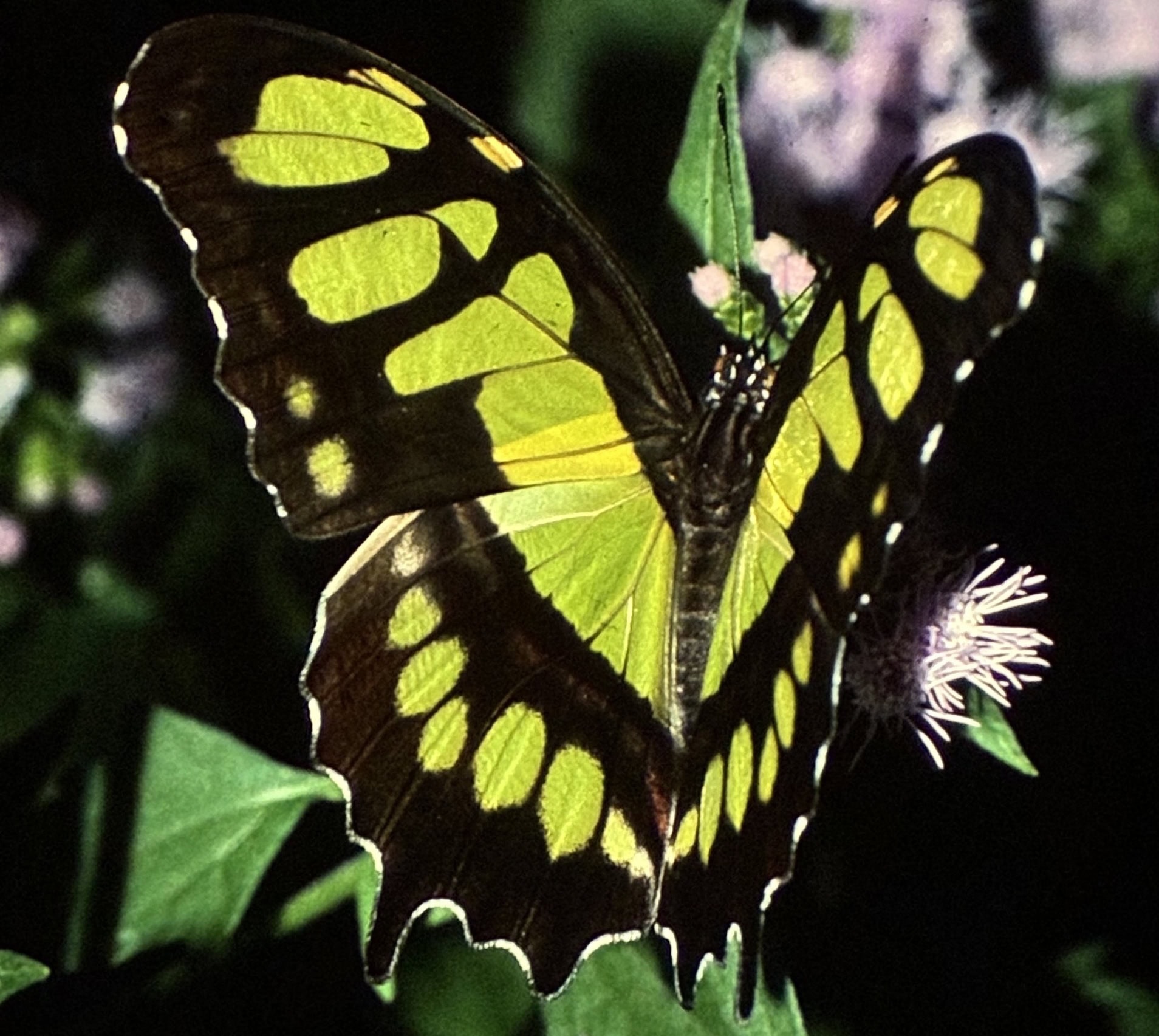 malachite butterfly