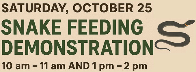 snake feeding demonstration