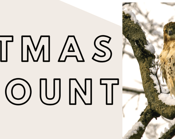 2025 Christmas bird count