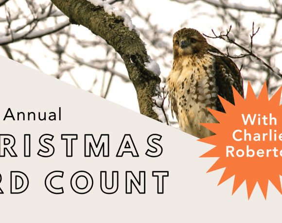 2025 christmas bird count