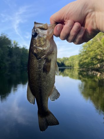 large mouth bass from vernay lake