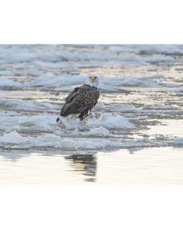3rd Place: “Regal Bald Eagle on the Hudson River” by Robin Zimmerman