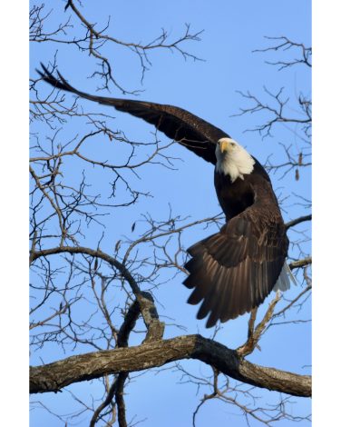 Honorable Mention: “Ascent” by Gary Ruff