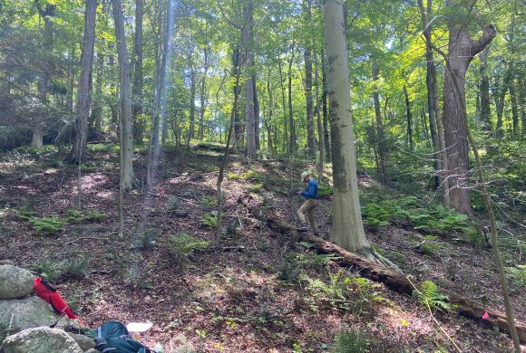 Teatown Lake Reservation Awarded $1.5 Million Grant to Advance Forest Restoration Research Projects