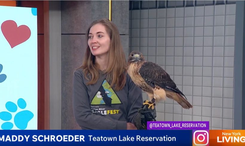 Teatown Takes Flight on PIX11’s New York Living to Promote Hudson River EagleFest® 2026