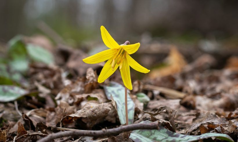 Spring Ephemeral Hike (for families)