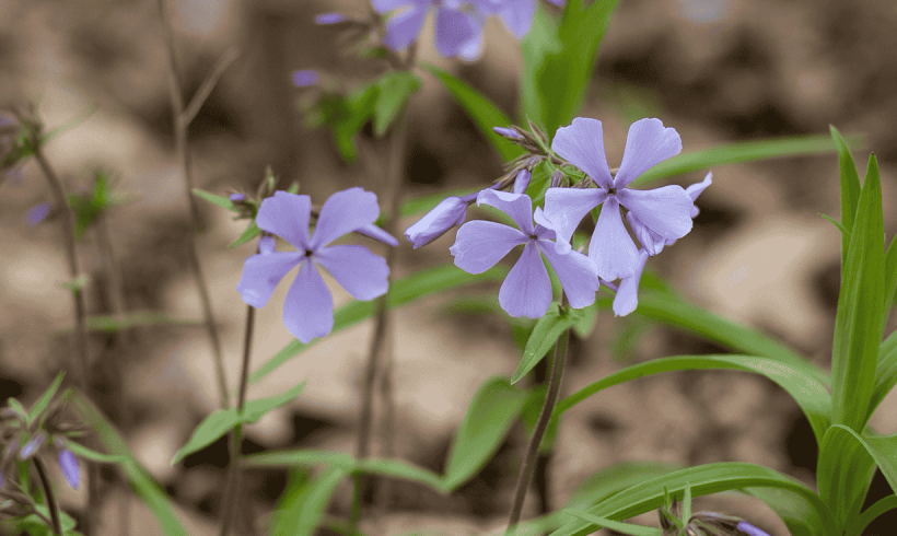 Mother (Nature)’s Day (for families)