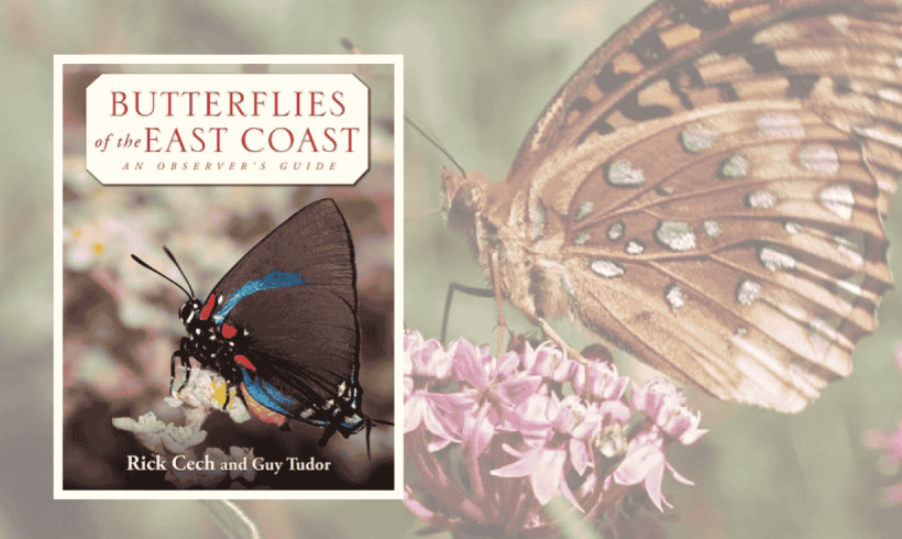 Identifying the Butterflies of Eastern New York, Part II: More True Butterflies & Skippers