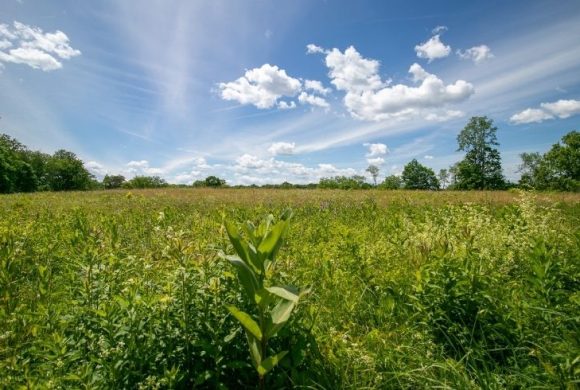 Cliffdale’s Meadows: Protecting a Rare Habitat