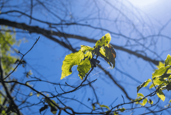 Patching the Forest: Responding to Beech Leaf Disease at Teatown