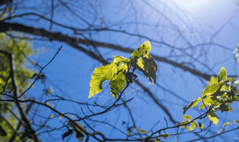 Patching The Forest Responding To Beech Leaf Disease At Teatown Teatown