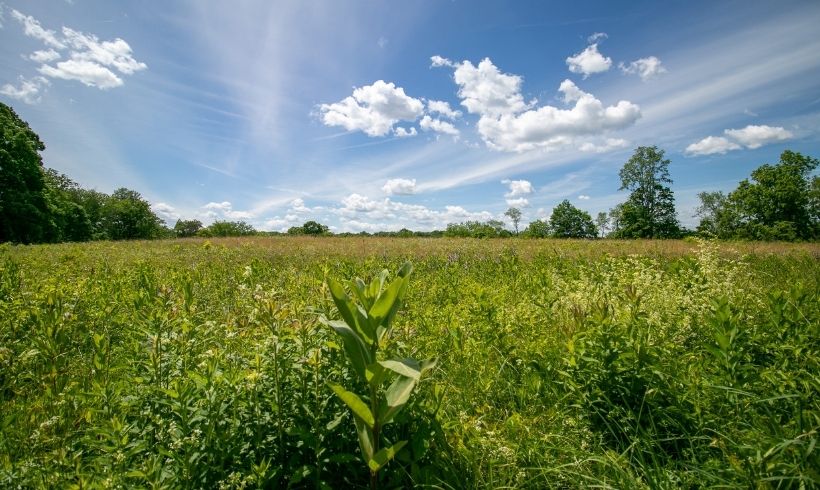 Cliffdale’s Meadows: Protecting a Rare Habitat