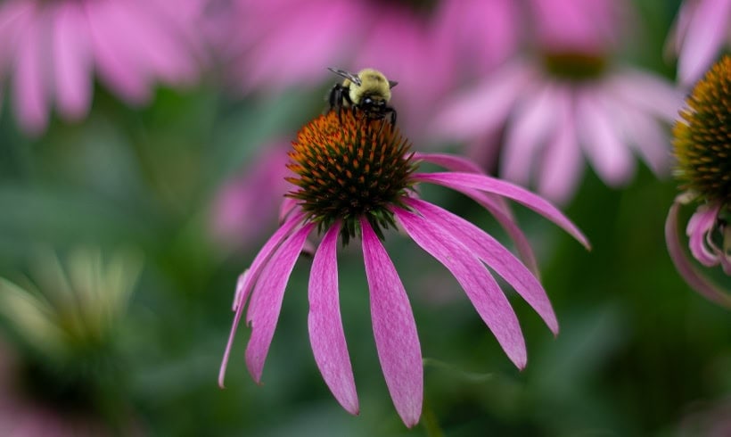 Guided Immersion: Pollinating Sweetness and Reciprocity Guided Immersion: Pollinating Sweetness and Reciprocity