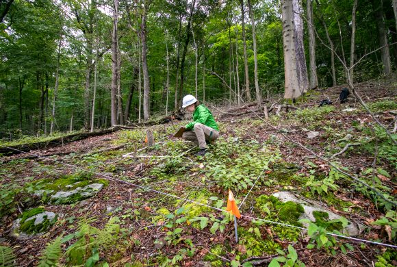 Beech Leaf Disease Research Moves into the Field