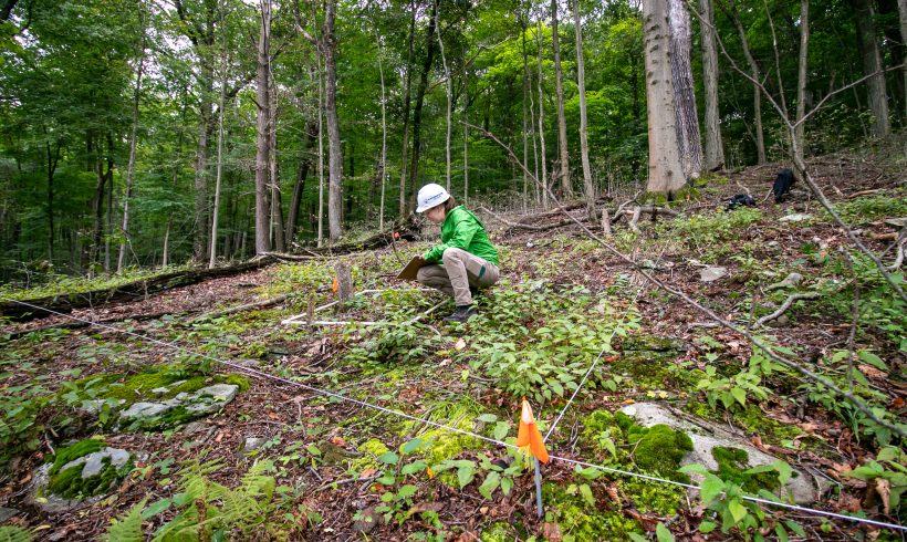 Beech Leaf Disease Research Moves into the Field Beech Leaf Disease Research Moves into the Field