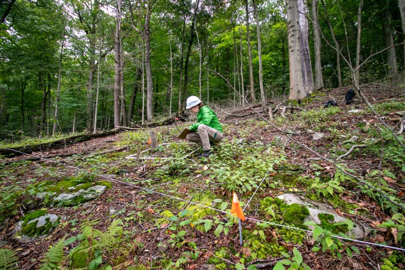 Beech Leaf Disease Research Moves into the Field